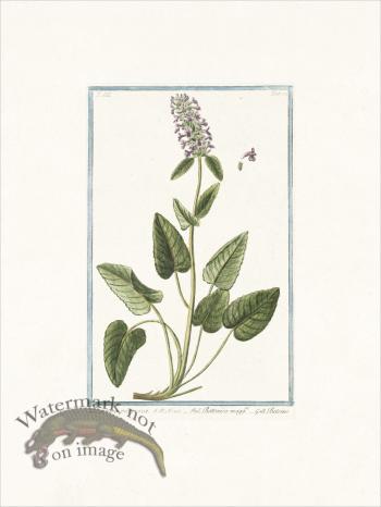 Bonelli 282 Bishopswort